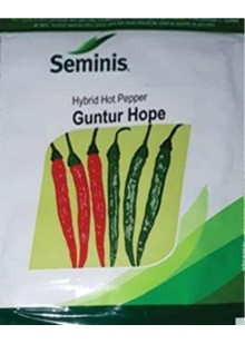 GUNTUR HOPE Chilli